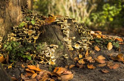 Autumn2014-9.jpg