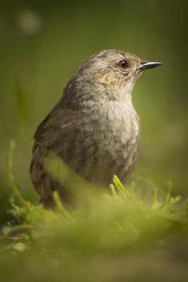 Hedge Sparrow - heggenmus