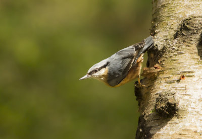 Nuthatch - boomklever