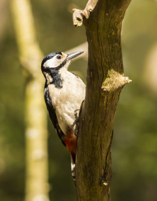 great spotted woodpecker - bonte specht