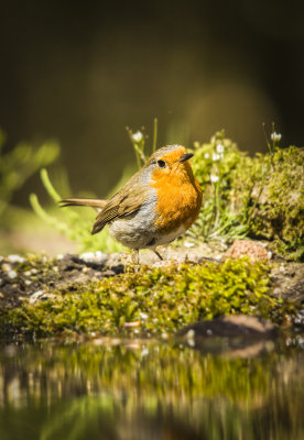 Robin - roodborst