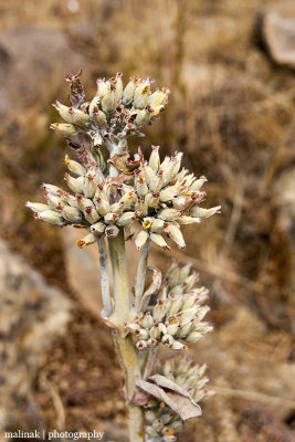 IMG_8308001.jpg - Flora of Lesotho