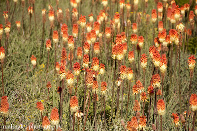 IMG_2236001.jpg - Red Hot Firecrackers of Lesotho