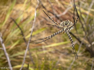 IMG_9070001.jpg - Spider of Lesotho