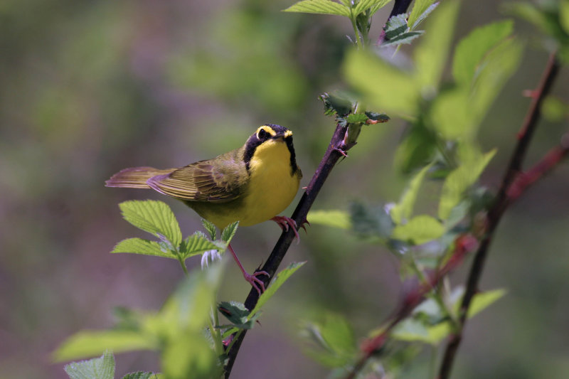 Kentucky Warbler