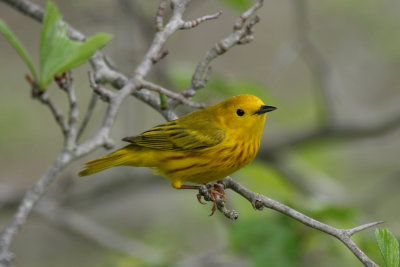 Yellow Warbler