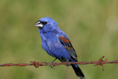 Blue Grosbeak