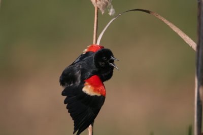 Red-winged Blackbird