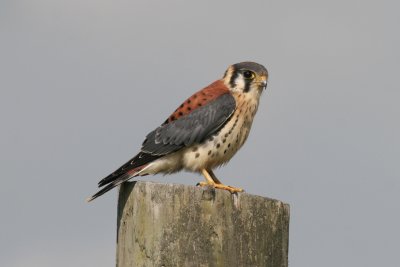 American Kestrel