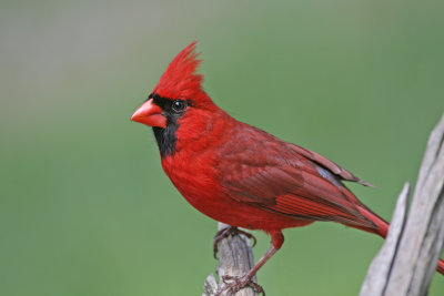 Northern Cardinal