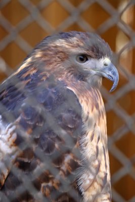 Red-tailed Hawk