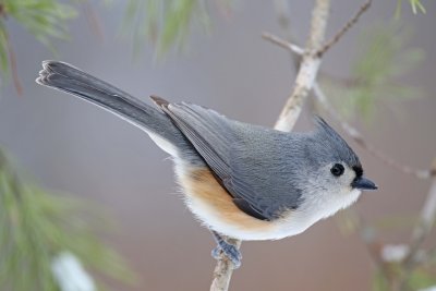 Tufted Titmouse