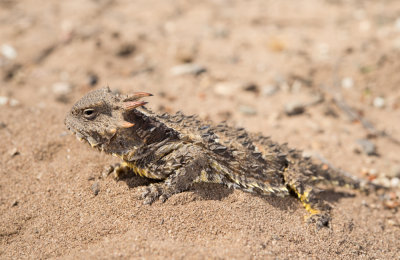 Coast Horned Lizard