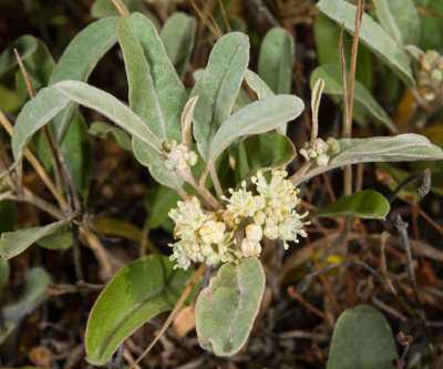 Croton californicus