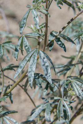 L. elatus-1.jpg