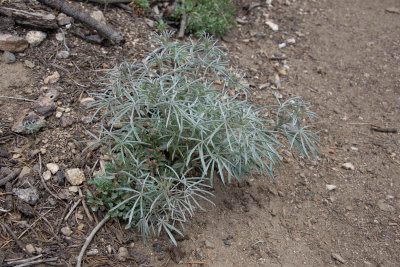 L. elatus-10.jpg