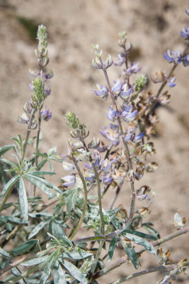 L. elatus-2.jpg