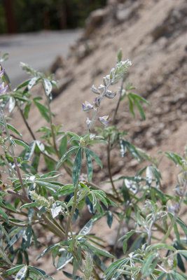 L. elatus-3.jpg