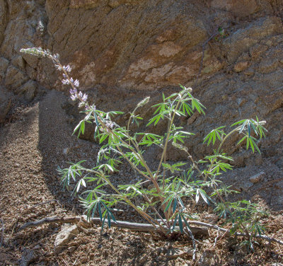 L. elatus-4.jpg