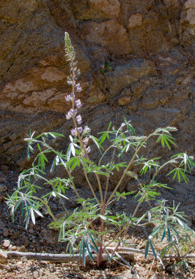 L. elatus-5.jpg
