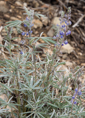 L. elatus-8.jpg