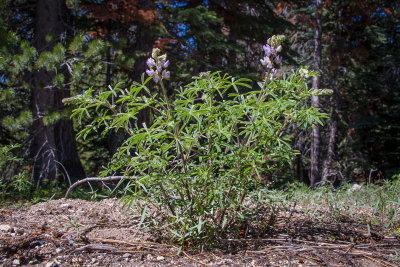 Lupinus fulcratus