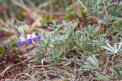 L. littoralis-1.jpg
