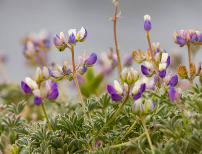 L. littoralis-4.jpg