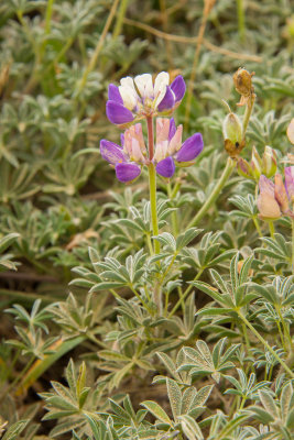 L. littoralis-5.jpg