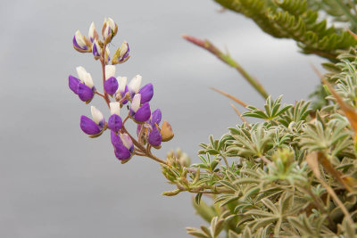 L. littoralis-8.jpg