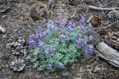 L. breweri var. grandiflorus-10.jpg