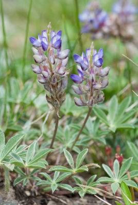 L. breweri var. grandiflorus-3.jpg