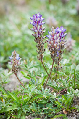L. breweri var. grandiflorus-4.jpg