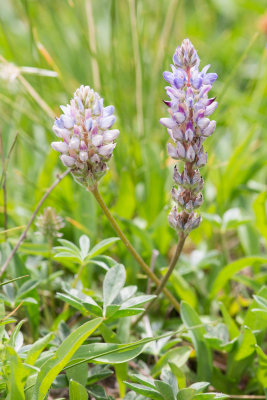 L. breweri var. grandiflorus-6.jpg