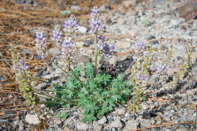 L. breweri var. grandiflorus-7.jpg
