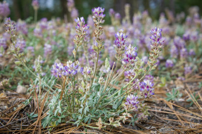 L. breweri var. grandiflorus-8.jpg