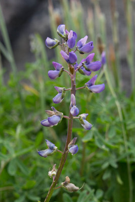 L. rivularis-1.jpg