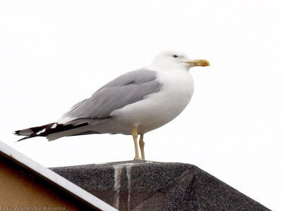 Frozen seagull