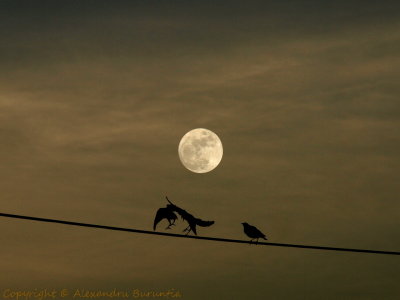 Birds on a wire under moonlight