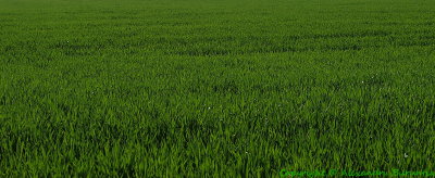 Just green wheat