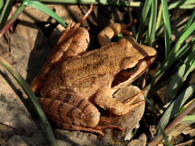 The little frog (4-5 cm long)