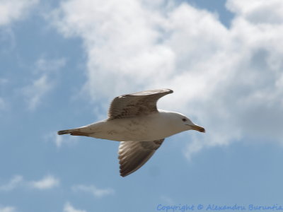 Saturday morning flight