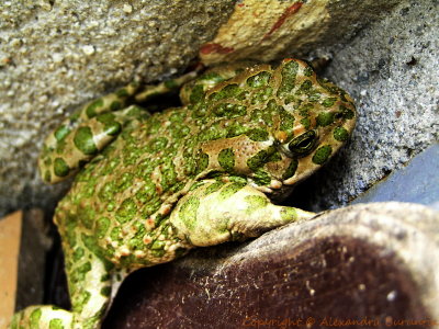 Insects & other species