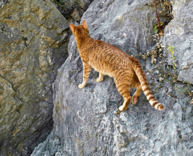 the climbing cat