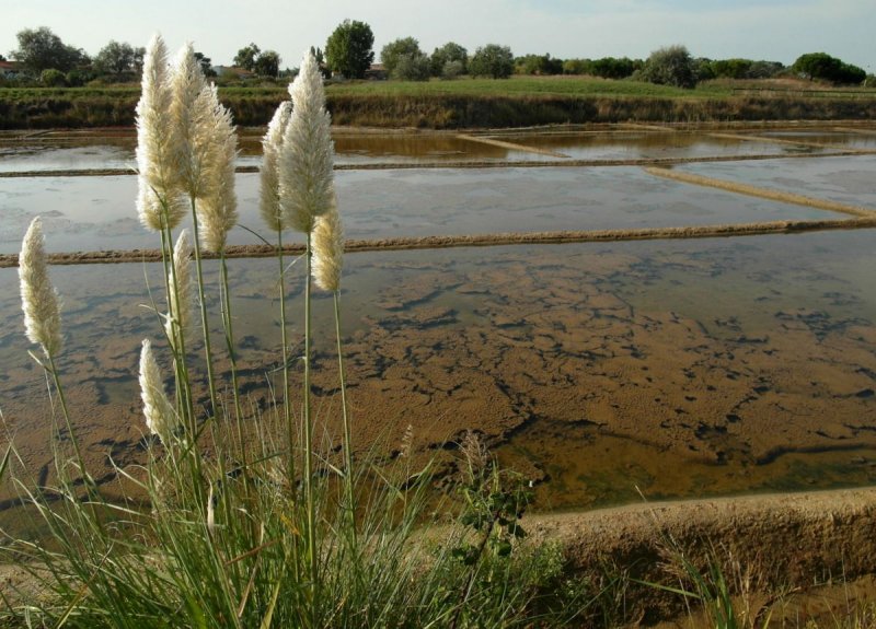 les salines