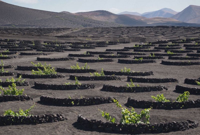 vineyard in  lava soil