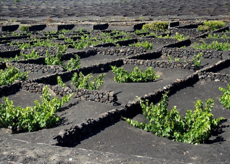vineyard on volcanic ashes