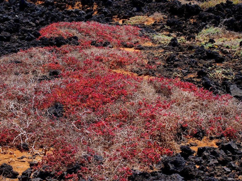 vegetation on the lava 