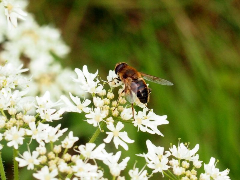 a fly