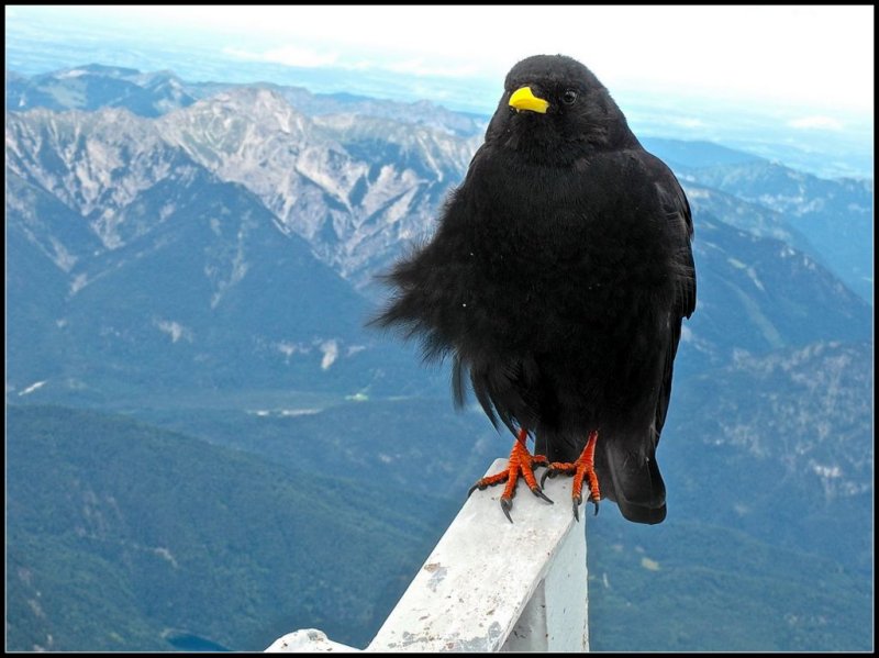 chocard - chough alt 2980 m